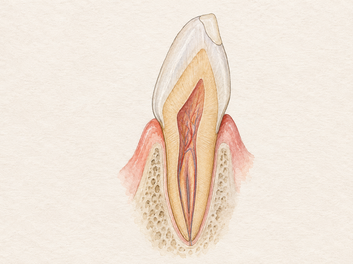 Cross-section of a front tooth showing composite resin bonded to a small chipped edge, with natural enamel, dentin, pulp, and healthy gum tissue visible. The resin restores the tooth contour while preserving enamel for a conservative cosmetic repair.
